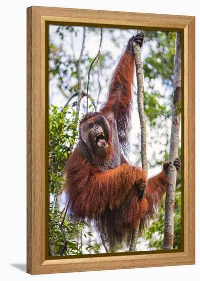 Indonesia, Central Kalimatan-Nigel Pavitt-Framed Premier Image Canvas