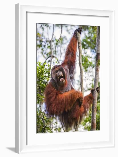 Indonesia, Central Kalimatan-Nigel Pavitt-Framed Photographic Print