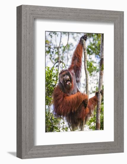 Indonesia, Central Kalimatan-Nigel Pavitt-Framed Photographic Print