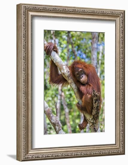 Indonesia, Central Kalimatan-Nigel Pavitt-Framed Photographic Print