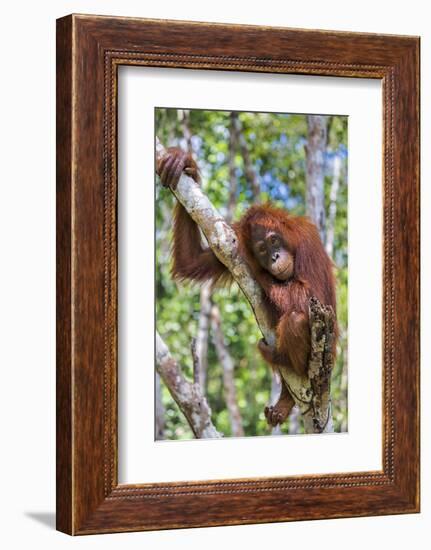 Indonesia, Central Kalimatan-Nigel Pavitt-Framed Photographic Print