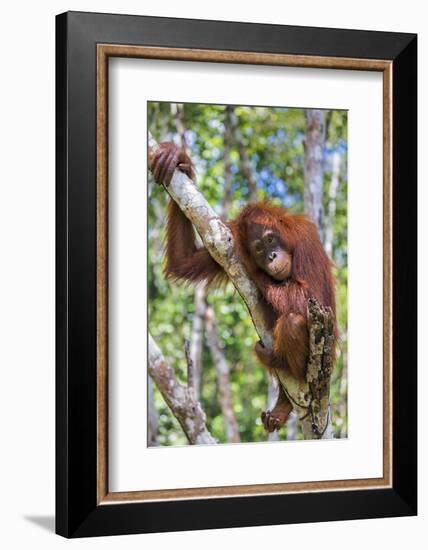 Indonesia, Central Kalimatan-Nigel Pavitt-Framed Photographic Print