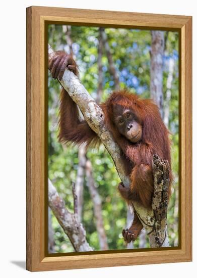 Indonesia, Central Kalimatan-Nigel Pavitt-Framed Premier Image Canvas