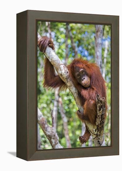 Indonesia, Central Kalimatan-Nigel Pavitt-Framed Premier Image Canvas