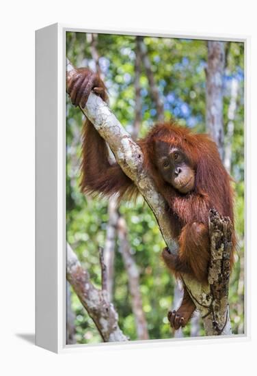 Indonesia, Central Kalimatan-Nigel Pavitt-Framed Premier Image Canvas