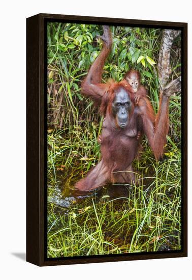 Indonesia, Central Kalimatan-Nigel Pavitt-Framed Premier Image Canvas