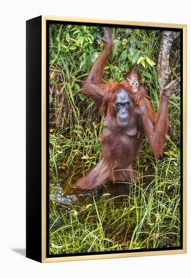 Indonesia, Central Kalimatan-Nigel Pavitt-Framed Premier Image Canvas