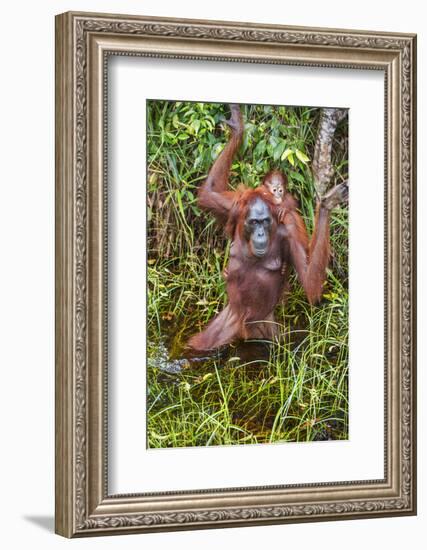 Indonesia, Central Kalimatan-Nigel Pavitt-Framed Photographic Print