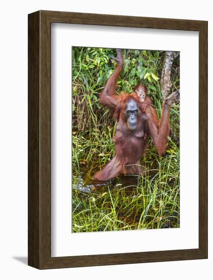 Indonesia, Central Kalimatan-Nigel Pavitt-Framed Photographic Print