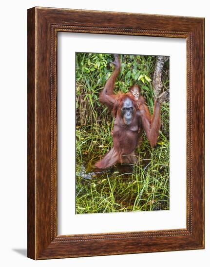 Indonesia, Central Kalimatan-Nigel Pavitt-Framed Photographic Print