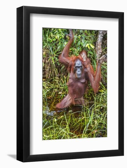 Indonesia, Central Kalimatan-Nigel Pavitt-Framed Photographic Print