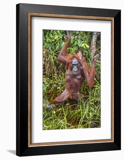 Indonesia, Central Kalimatan-Nigel Pavitt-Framed Photographic Print