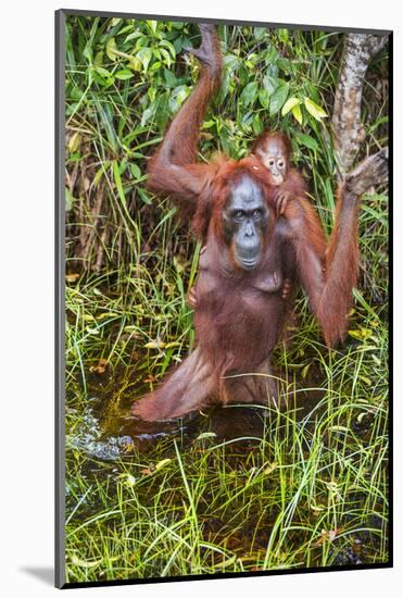 Indonesia, Central Kalimatan-Nigel Pavitt-Mounted Photographic Print