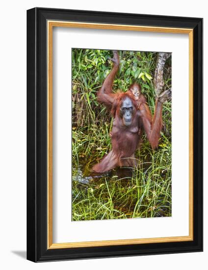 Indonesia, Central Kalimatan-Nigel Pavitt-Framed Photographic Print