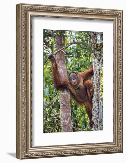 Indonesia, Central Kalimatan-Nigel Pavitt-Framed Photographic Print