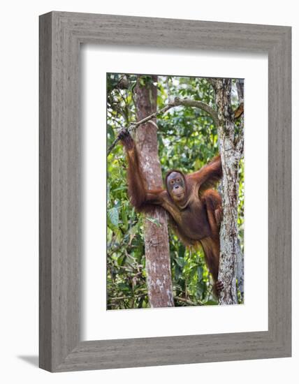 Indonesia, Central Kalimatan-Nigel Pavitt-Framed Photographic Print