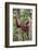 Indonesia, Central Kalimatan-Nigel Pavitt-Framed Photographic Print