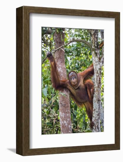 Indonesia, Central Kalimatan-Nigel Pavitt-Framed Photographic Print