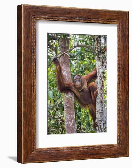 Indonesia, Central Kalimatan-Nigel Pavitt-Framed Photographic Print