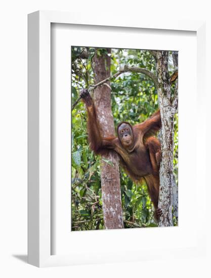 Indonesia, Central Kalimatan-Nigel Pavitt-Framed Photographic Print