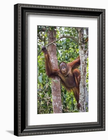 Indonesia, Central Kalimatan-Nigel Pavitt-Framed Photographic Print