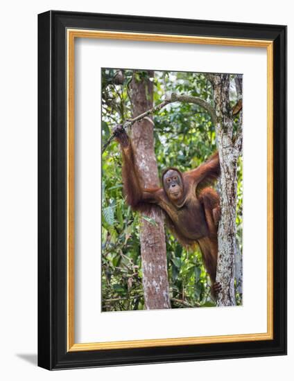 Indonesia, Central Kalimatan-Nigel Pavitt-Framed Photographic Print