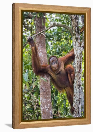 Indonesia, Central Kalimatan-Nigel Pavitt-Framed Premier Image Canvas