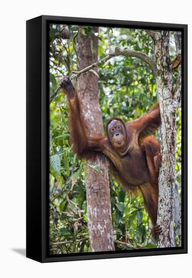 Indonesia, Central Kalimatan-Nigel Pavitt-Framed Premier Image Canvas