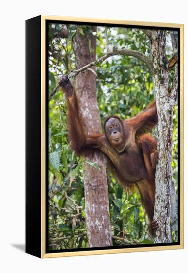 Indonesia, Central Kalimatan-Nigel Pavitt-Framed Premier Image Canvas