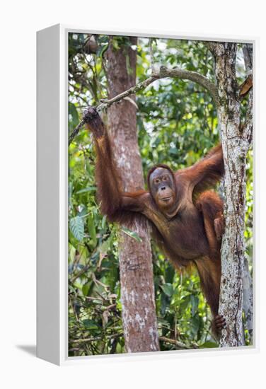 Indonesia, Central Kalimatan-Nigel Pavitt-Framed Premier Image Canvas