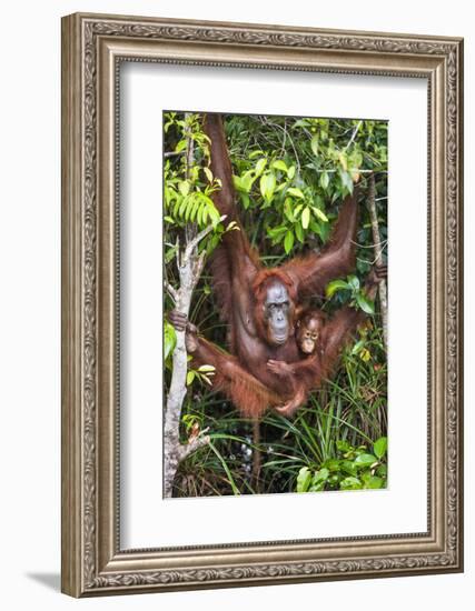 Indonesia, Central Kalimatan-Nigel Pavitt-Framed Photographic Print