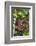 Indonesia, Central Kalimatan-Nigel Pavitt-Framed Photographic Print