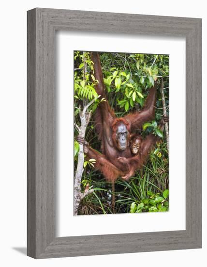 Indonesia, Central Kalimatan-Nigel Pavitt-Framed Photographic Print