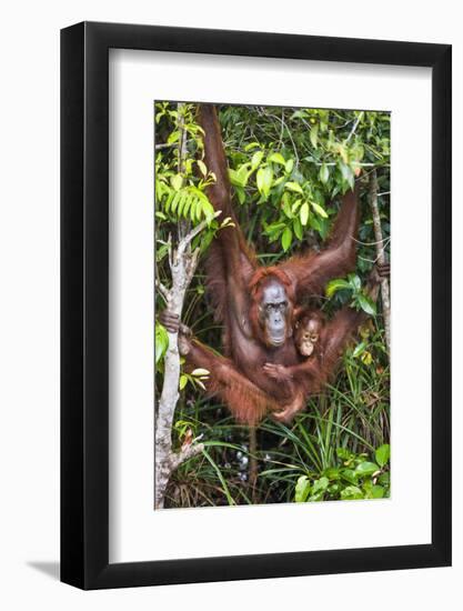 Indonesia, Central Kalimatan-Nigel Pavitt-Framed Photographic Print