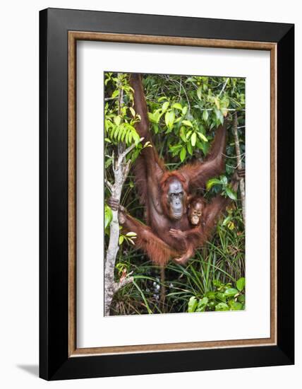 Indonesia, Central Kalimatan-Nigel Pavitt-Framed Photographic Print