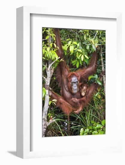 Indonesia, Central Kalimatan-Nigel Pavitt-Framed Photographic Print