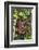 Indonesia, Central Kalimatan-Nigel Pavitt-Framed Photographic Print