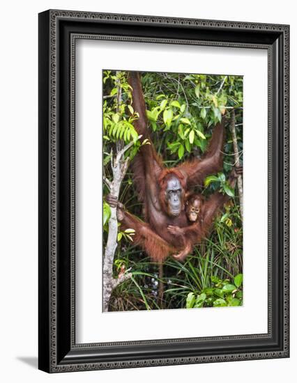 Indonesia, Central Kalimatan-Nigel Pavitt-Framed Photographic Print