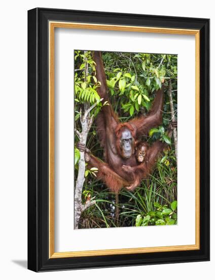 Indonesia, Central Kalimatan-Nigel Pavitt-Framed Photographic Print