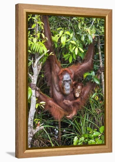 Indonesia, Central Kalimatan-Nigel Pavitt-Framed Premier Image Canvas