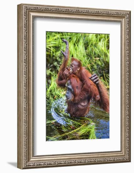 Indonesia, Central Kalimatan-Nigel Pavitt-Framed Photographic Print