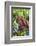 Indonesia, Central Kalimatan-Nigel Pavitt-Framed Photographic Print