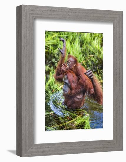 Indonesia, Central Kalimatan-Nigel Pavitt-Framed Photographic Print