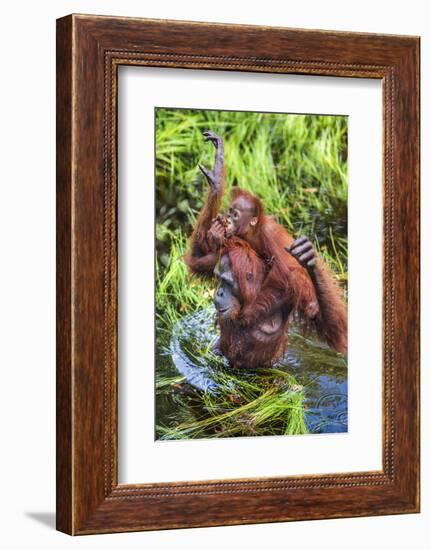 Indonesia, Central Kalimatan-Nigel Pavitt-Framed Photographic Print