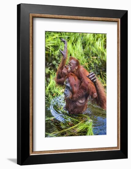 Indonesia, Central Kalimatan-Nigel Pavitt-Framed Photographic Print