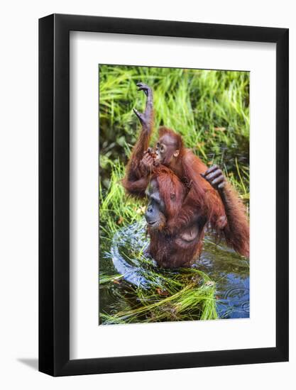 Indonesia, Central Kalimatan-Nigel Pavitt-Framed Photographic Print