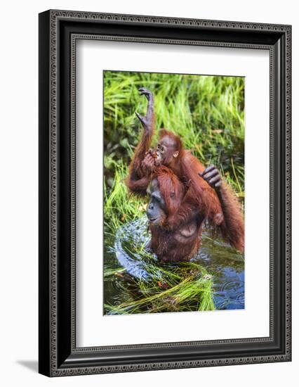 Indonesia, Central Kalimatan-Nigel Pavitt-Framed Photographic Print