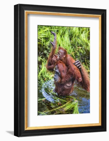 Indonesia, Central Kalimatan-Nigel Pavitt-Framed Photographic Print