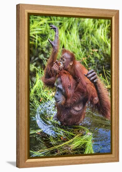 Indonesia, Central Kalimatan-Nigel Pavitt-Framed Premier Image Canvas