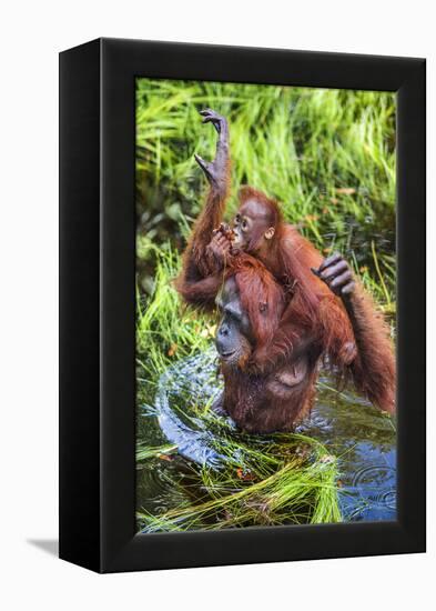 Indonesia, Central Kalimatan-Nigel Pavitt-Framed Premier Image Canvas